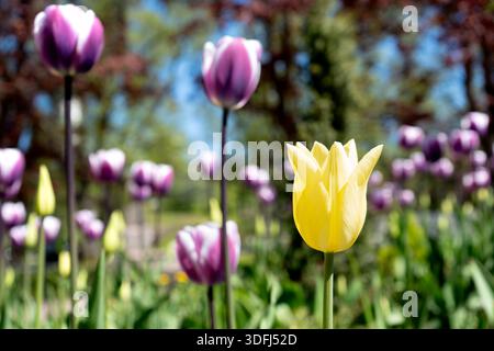 Eine einzelne hellgelbe Tulpe hebt sich in einem Feld aus violetten und weißen Tulpen hervor Stockfoto