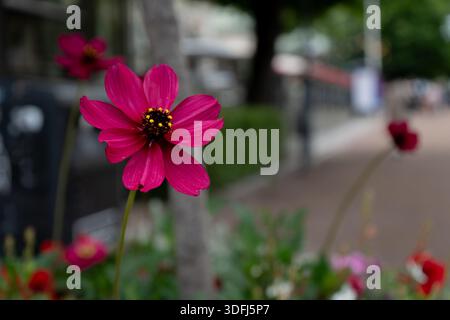 Nahaufnahme einer einzelnen hellrosa Kosmos-Blume mit detailliertem dunklen Zentrum vor einem sanft verschwommenen urbanen Hintergrund Stockfoto