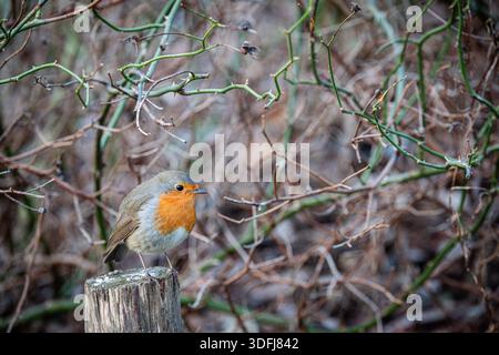 Ein rotkehlchen, der auf einem Stück Holz in einem Busch sitzt. Stockfoto