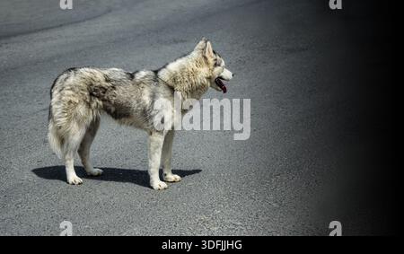 Allein verlassener Hund mitten auf der Straße Stockfoto