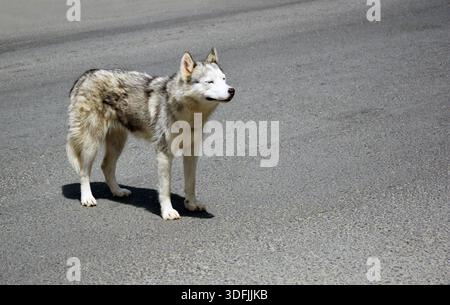 Allein verlassener Hund mitten auf der Straße Stockfoto