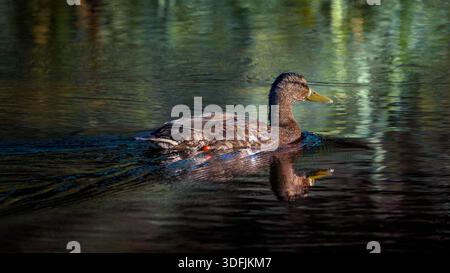 Weibliche Stockenten schwimmen auf See mit Reflexion und Kräuseln Stockfoto