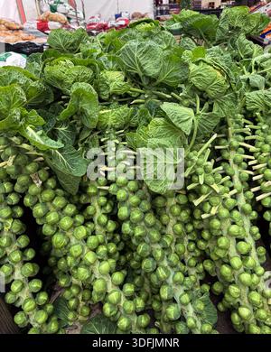 Großer Haufen von Rosenkohl-Stielen auf einem Bauernmarkt, Einkaufen vor Ort, saisonale weihnachtliche Speisen, Brüssel, Rosenkohl-Spitzen Stockfoto