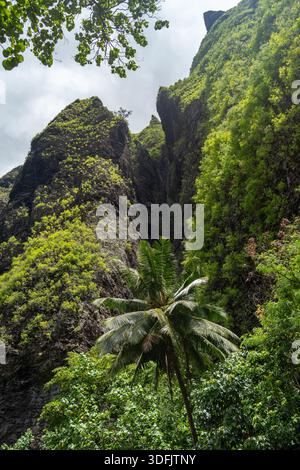 Ein üppiger Dschungelpfad durch das Hakaui-Tal, Nuku Hiva, die Marquesas-Inseln und Französisch-Polynesien. Majestätische Basaltklippen und dichte Vegetation umgeben die Tra Stockfoto