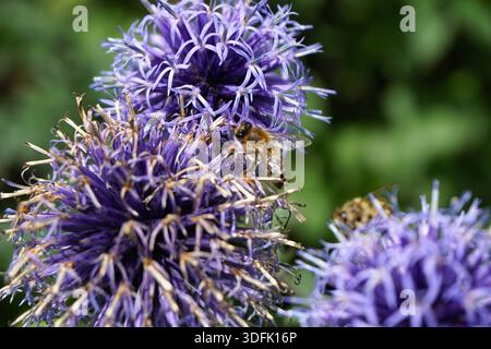 Honigbiene sammelt Nektar aus violetten Glockendistelblüten und hebt die Bestäubung und Interaktion zwischen Pflanzen und Insekten in einer Gartenumgebung hervor. Stockfoto