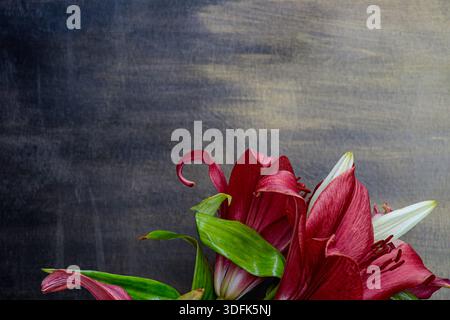 Rote Lilienblüten auf dunkelgrauem grundigem Hintergrund mit Kopierraum. Kunstvoller Blumenrand für Beerdigung oder Karte. Stockfoto