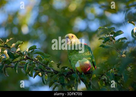 Gelbköpfiger amazonas-Papagei, der auf einem Zweig sitzt und Apfel isst Stockfoto