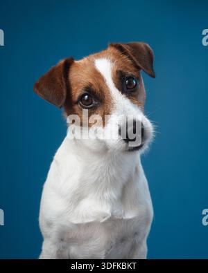 Eine Nahaufnahme eines Jack Russell Terrier mit neugierigem und aufmerksamem Blick vor blauem Hintergrund. Der Hund hat ausdrucksstarke Augen und leichte Kopfneigung Stockfoto