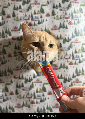 Ingwertabby Hauskatze, die Trockenfutter aus einer Schüssel auf einem Hintergrund aus rotem Weihnachtspapier mit Goldmustern isst Stockfoto