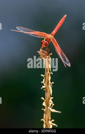 Rotgeäderter Tropfen (Trithemis arteriosa) aus Nordkap, Südafrika. Stockfoto