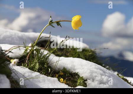 Trollblume im Schnee (Trollius europaeus), Frühling, Bayerische Alpen, Deutschland Stockfoto