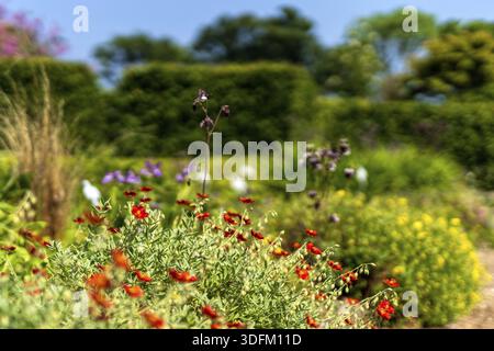 Rote Blumen im Botanischen Garten im Frühling blühen mit selektiven Fokus und unscharfen Hintergrund Stockfoto