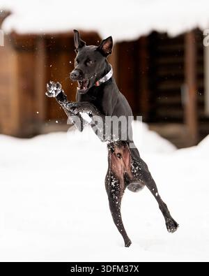 Schwarzer Hund, der im Schnee springt und versucht, einen Schneeball zu fangen, während er im Winter spielt Stockfoto