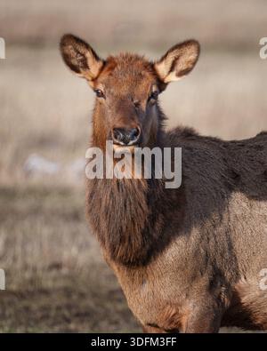 Weibliche Elche starren an einem kalten Wintertag in WY in die Kamera Stockfoto