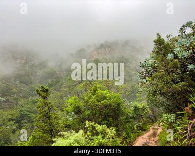 Geheimnisvoller Wanderweg durch dichten Bergwald in Kapstadt, Südafrika Stockfoto