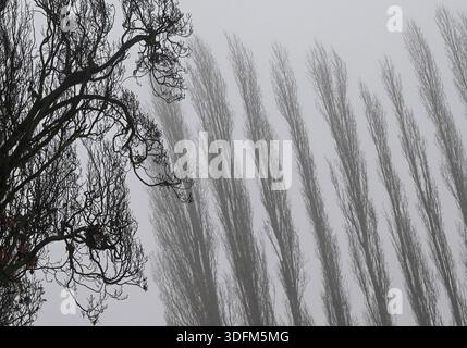 Berlin, Deutschland. Januar 2026. Nebel schafft eine besondere Atmosphäre in Berlin und Brandenburg. Nach dem schwarzen Eis in den frühen Morgenstunden blieb es in Berlin und Brandenburg wegen Nebel und Regen unbequem. Quelle: Jens Kalaene/dpa/Alamy Live News Stockfoto