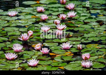 Blick auf einen Teich mit blühenden rosafarbenen Seerosen (Nymphaea), die sich im ruhigen Wasser spiegeln und die ruhige Schönheit und die zarten Farben des natürlichen Aquu einfangen Stockfoto