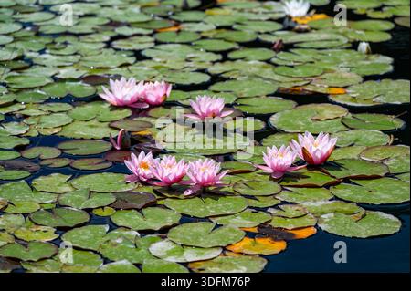 Blick auf einen Teich mit blühenden rosafarbenen Seerosen (Nymphaea), die sich im ruhigen Wasser spiegeln und die ruhige Schönheit und die zarten Farben des natürlichen Aquu einfangen Stockfoto