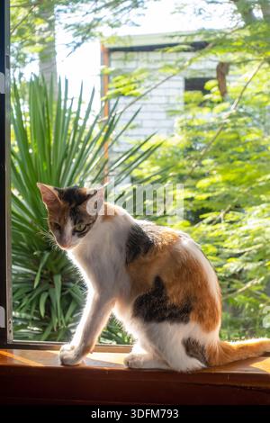calico-Katze, die vor tropischem Hintergrund vor einem Fenster sitzt, Bohol, Philippinen Stockfoto
