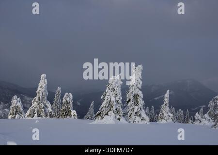 Blick auf schneebedeckte Kiefern majestätisch vor der Kulisse nebeliger Berge unter einem bewölkten Himmel, Kecka, Region Banska Bystrica, Slowakei. Stockfoto