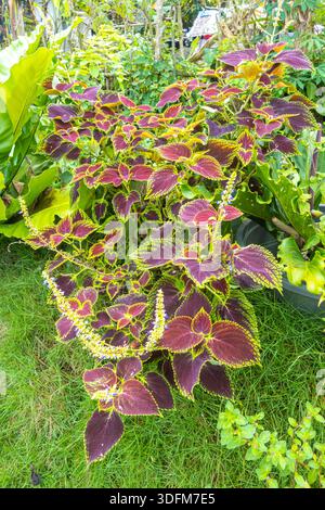 Coleus (Coleus scutellarioides), auch bekannt als bemalte Brennnessel oder Brennnessel. Bohol, Philippinen Stockfoto