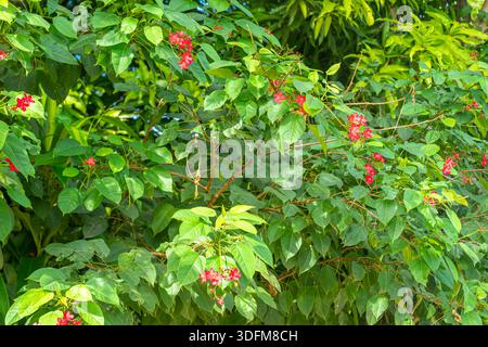 Jatropha integerrima, auch bekannt als Peregrina oder scharfe Jatropha. Bohol, Philippinen Stockfoto