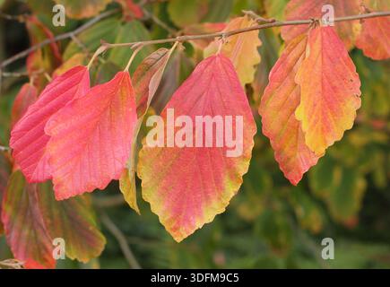 Hamamelis im Herbst. Hamamelis vernalis „Sandra“, Hamamelis mit charakteristischen roten und goldenen Blättern im Herbst. Stockfoto