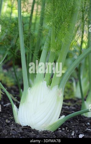 Foeniculum vulgare var. Azoricum. „Dragon“ F1 Florenz Fenchel, der für Stangen mit Anisgeschmack in einem Gemüsegarten geschätzt wird. Stockfoto