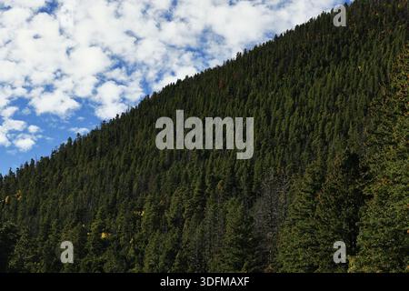 Der dichte, immergrüne Wald bedeckt einen steilen, hohen Berg und einen Gebirgszug, der über dem Pikes Peak Highway in Colorado Springs, Colorado, USA, mit Wolken thront. Stockfoto
