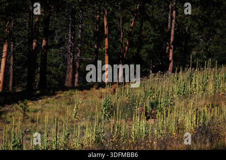 Hohe Wildpflanzen wachsen neben einer Waldlichtung in der Nähe des Pikes Peak Highway, Colorado Springs, Colorado, USA, in den Rocky Mountains in hoher Höhe. Stockfoto