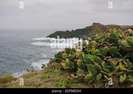 Wilder Kaktuskaktus wächst auf einer felsigen Klippe mit Blick auf den Atlantischen Ozean. Küstenlandschaft mit dramatischen Wellen, zerklüfteter Küste Stockfoto