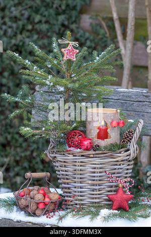 weihnachtsgartenanlage mit Fichtenbaum, Holzlaterne, Walnüssen und Krabbenäpfeln in einem Korb Stockfoto