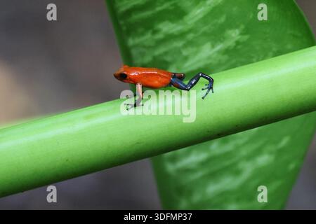 Ein Erdbeergiftfrosch oder ein blauer Jeansfrosch auf einem grünen Stück Laub in Costa Rica Stockfoto