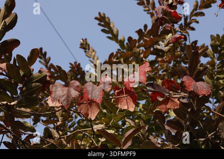 Verschiedene Bilder von Herbstlaub Hintergrund. Natürliche ruhige Szene im Park. Herbstblattfarbe. Farben der gefallenen Blätter. Stockfoto
