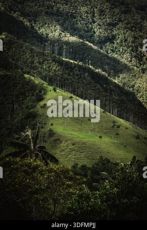 Blick auf die sanften grünen Hügel mit majestätischen Wachspalmen unter der warmen Sonne, eine lebendige Landschaft, Salento, Quindio, Kolumbien. Stockfoto