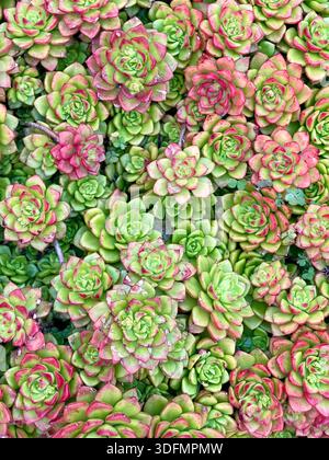 Blick von oben auf grüne und rote Rosette Sukkulenten, die dicht zusammen wachsen und ein natürliches Pflanzenmuster bilden. Stockfoto