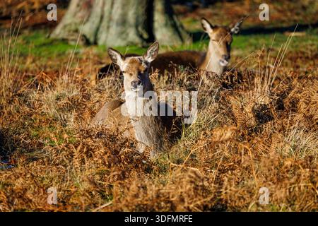 Rotwild (Cervus elaphus) entspannen im Winter in braunem Bracken im Richmond Park, Richmond upon Thames, Greater London, England Stockfoto