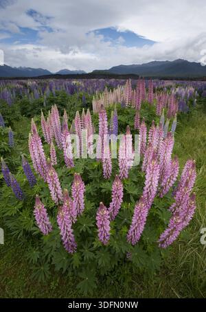 Aus der Vogelperspektive blitzen Felder mit rosa und violetten Lupinen unter einem weiten Himmel, Berge in der Ferne, Milford, Southland Region, Neuseeland. Stockfoto
