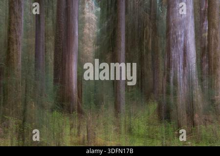 Ein Foto mit vertikaler Bewegungsunschärfe eines dichten Waldes mit hohen Baumstämmen und grünem Unterholz in abstraktem malerischem Stil. Stockfoto