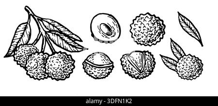 Handgezeichneter Lychee-Fruchtzweig, Beeren und Blätter Set. Vektor-Illustration im Vintage Line Art Stil. Skizze des Litschi-Sets isoliert. Stock Vektor