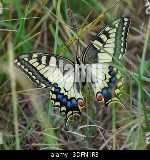 Ein prächtiger alter Schwalbenschwanz-Schmetterling liegt mit weit geöffneten Flügeln auf und zeigt seine komplexen, leuchtenden gelben, schwarzen und blauen Muster im Th Stockfoto