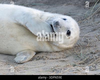 Grausiegel (Halichoerus grypus) mit Flipper im Mund, Winterton, Norfolk, UK Stockfoto
