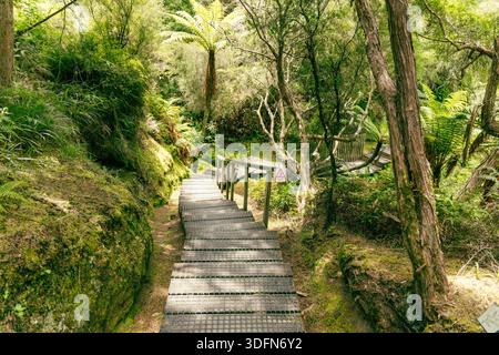 Warnung Steilstufen Forest Boardwalk Pathway Stockfoto