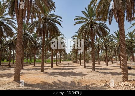 Blick auf endlose Reihen von hohen, schlanken Palmen, die Schatten auf dem trockenen Boden unter einem klaren blauen Himmel werfen und eine ruhige Wüstenoase schaffen: Khairpur, Stockfoto