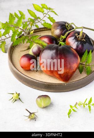 Black Beauty Oxheart Erbstück Tomaten auf einer handgefertigten Keramikplatte. Tiefviolett-schwarze Färbung von Anthocyanen-Kontrasten Stockfoto