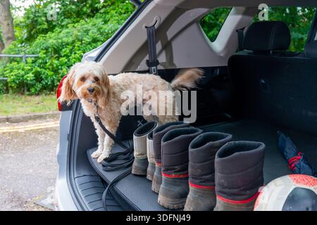 DOD und Gummistiefel hinten in einem Familienauto Stockfoto