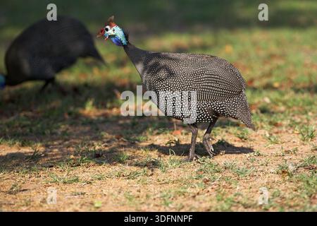 Behelmte guineafowl Numida meleagris Kruger National Park Südafrika Stockfoto