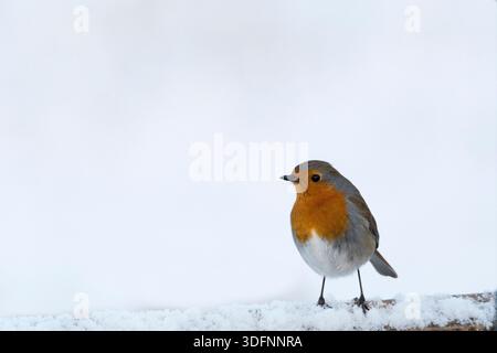 Robin, Erithacus rubecula, in einem Garten von Norfolk nach einem frischen Schneefall. Stockfoto