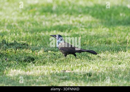 Gemeinsame grackle Quiscalus quiscula Erwachsenen auf dem Grünland Stockfoto