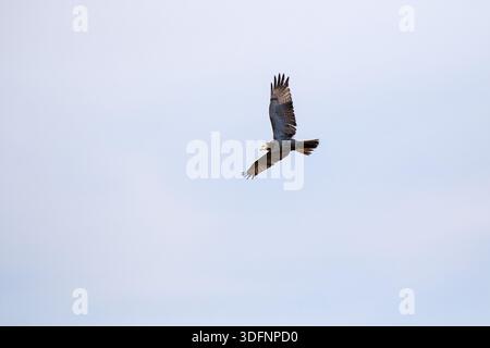 Rotschwanzfalke Buteo jamaicensis juvenile im Flug Anahuac National Wildlife Refuge, Texas, USA, Dezember 2017 Stockfoto